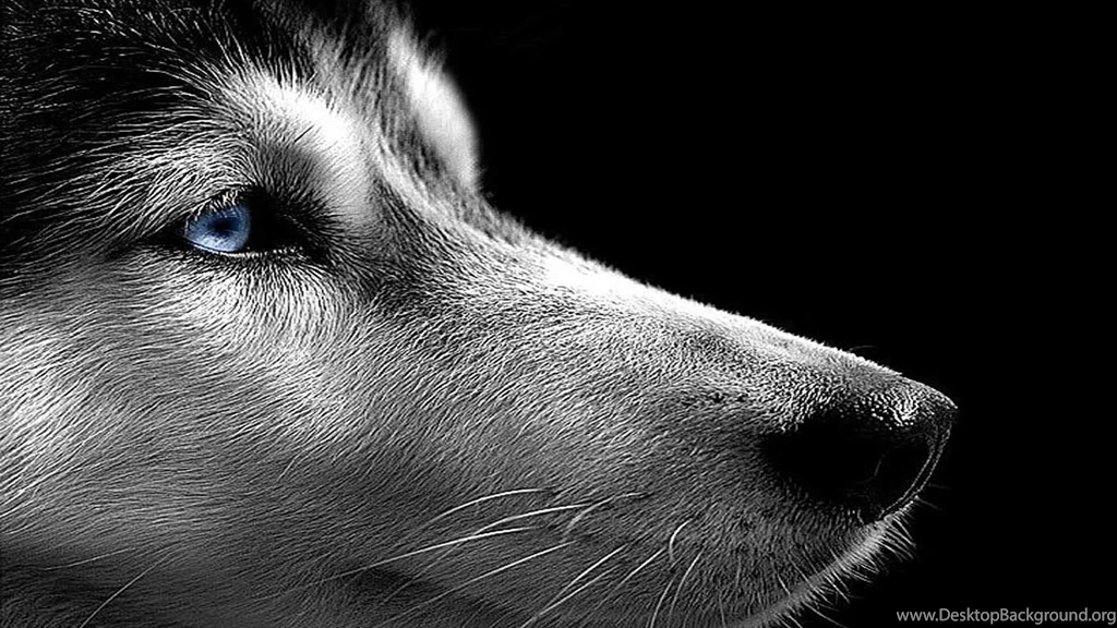 Siberian Husky On The Black Backgrounds Wallpapers And Images ...