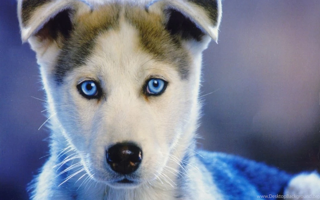 Ultra HD 4K Husky Wallpapers HD, Desktop Backgrounds 3840x2400