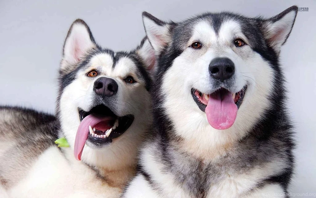Husky Wallpapers Animal Wallpapers