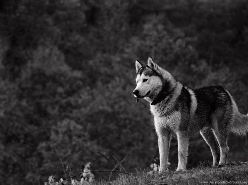White Siberian Husky Wallpapers Wallpaper.