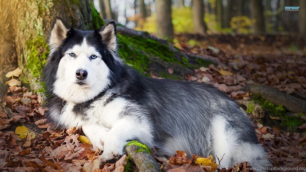 Siberian Husky Wallpapers   Animal Wallpapers