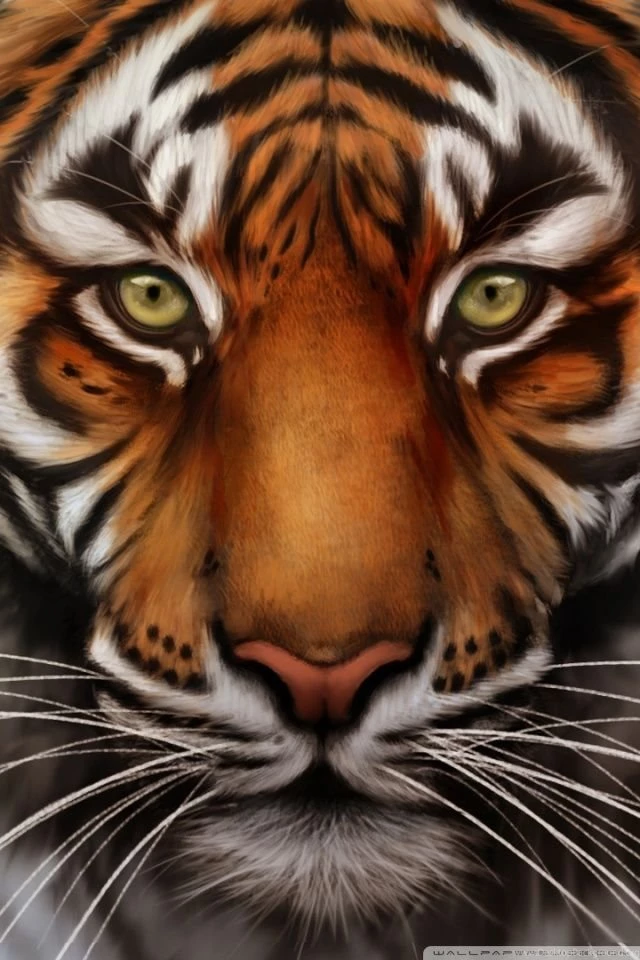 Save The Tiger HD Desktop Wallpapers : Widescreen : High Definition ...