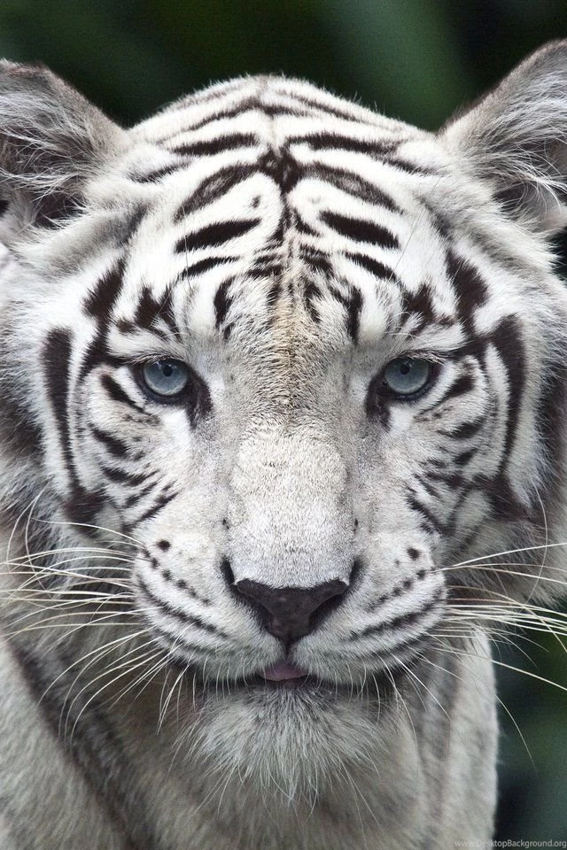 White Tiger iPhone 4s Wallpapers Download