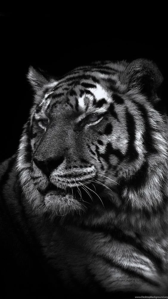 Black N White Photo Tiger Face Close Up iPhone 5 Wallpapers ...