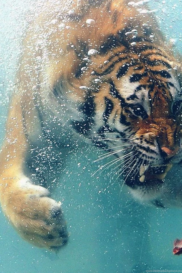 Tiger Likes Meat iPhone 4s Wallpapers Download