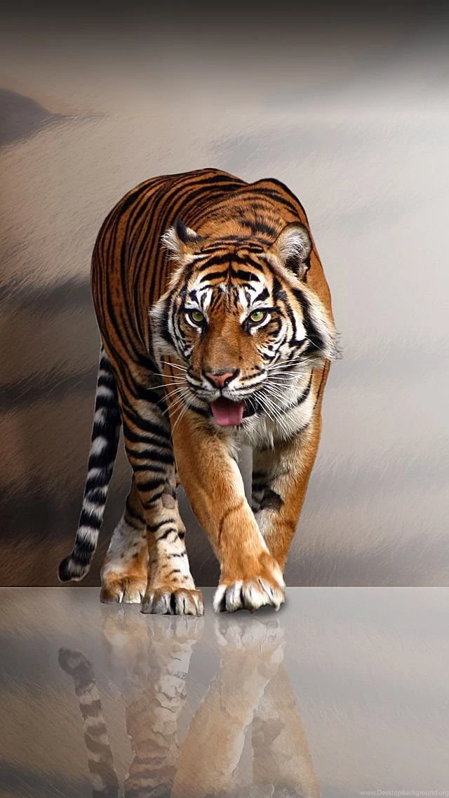 Tiger Prowl iPhone 5 Wallpapers (640x1136)