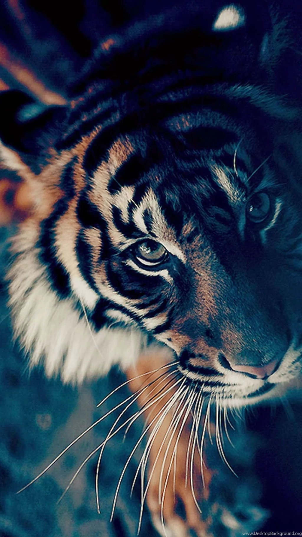 Bengal Tiger Closeup iPhone 6 Wallpapers Download