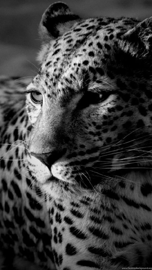 Tiger Free Iphone Wallpapers