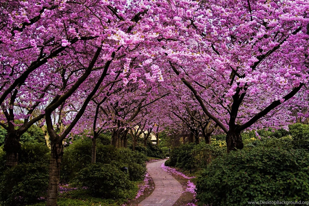Spring In Japan Wallpapers
