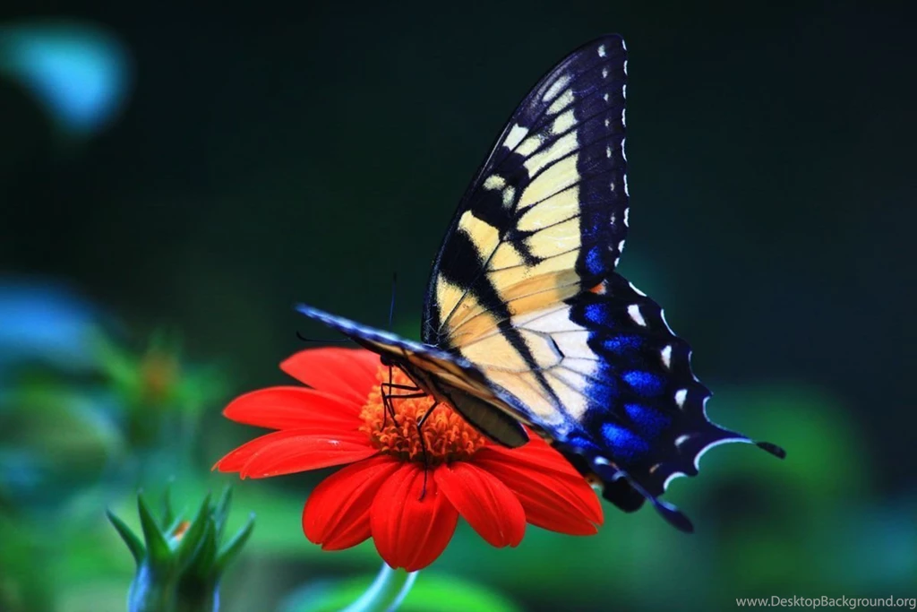 Beautiful_free_hd_desktop _backgrounds.jpg