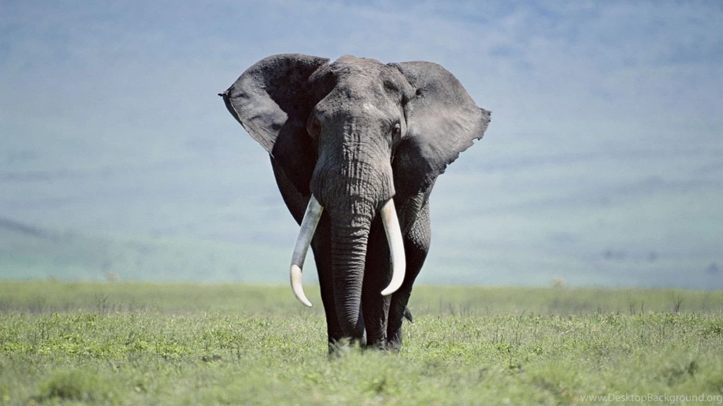 Fonds D'écran Elephant : Tous Les Wallpapers Elephant