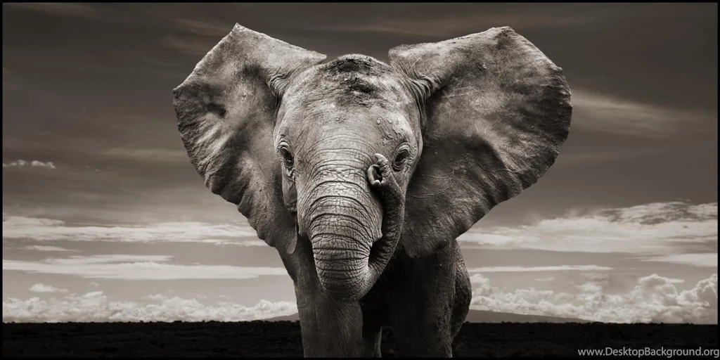 High Quality Elephant Wallpapers