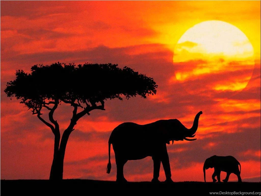 Elephant Desktop Backgrounds