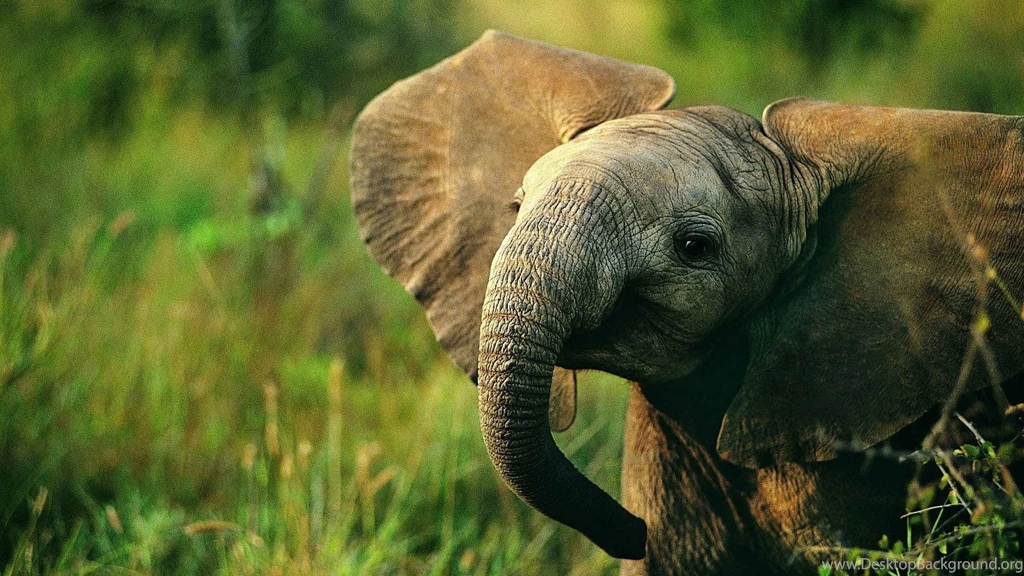 Elephant Wallpapers HD Backgrounds Desktop • IPhones Wallpapers