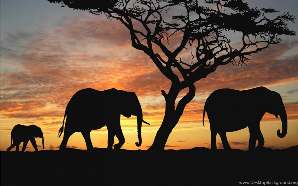 Fonds D'écran Elephant : Tous Les Wallpapers Elephant