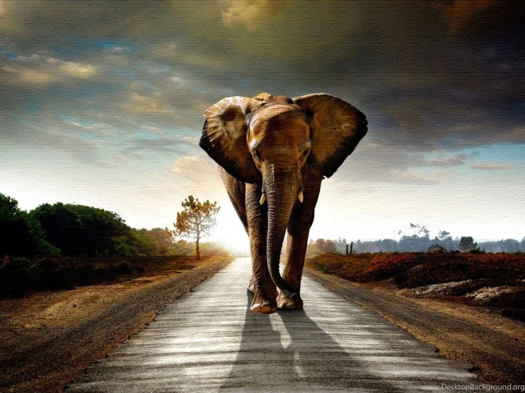 Elephant Wallpapers HD Pictures