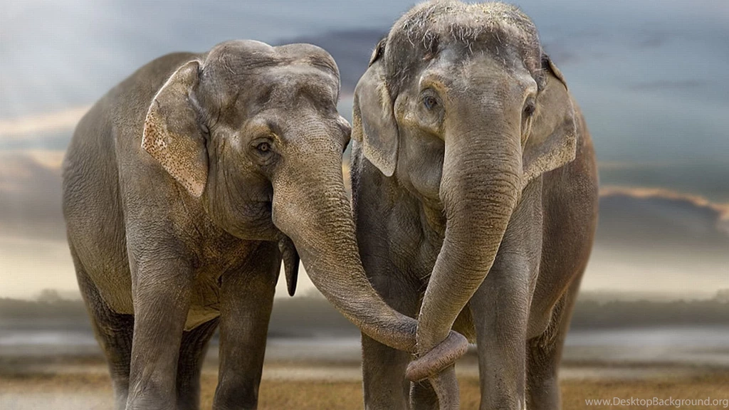 Elephant Desktop Backgrounds