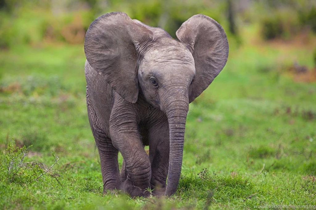 Baby Elephant Wallpapers – ForWallpape – Cool Digital Photography