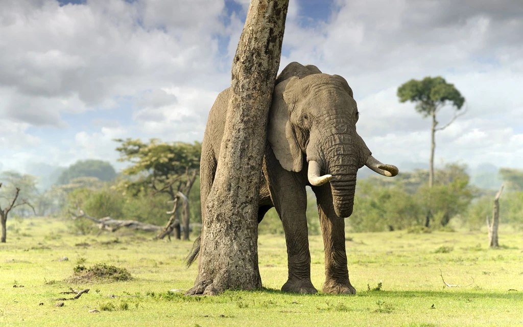 348 Elephant HD Wallpapers