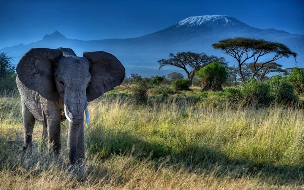 African Elephant Wallpapers HD Download For Desktop & PC