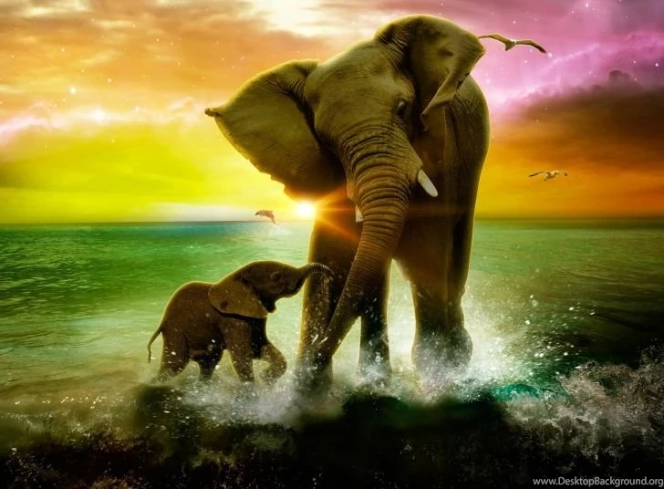 Elephant Family wide i.jpg