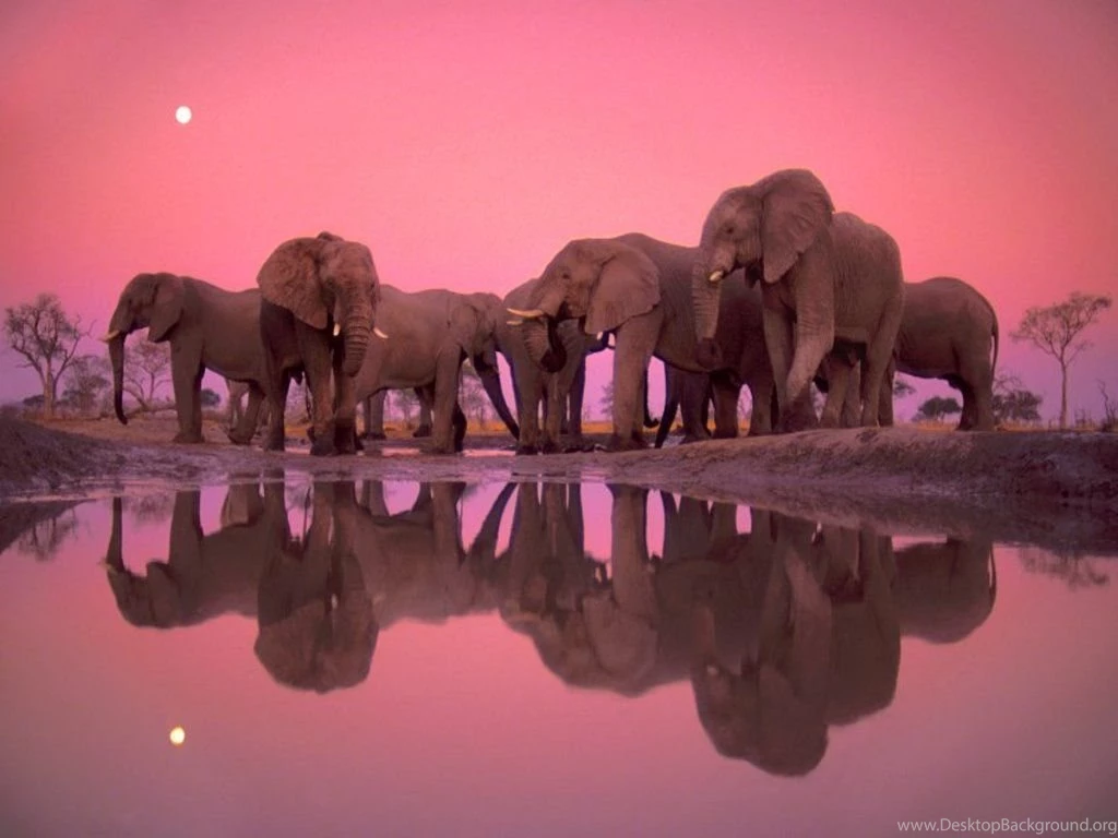 1024x768 Elephant Party Desktop PC And Mac Wallpapers