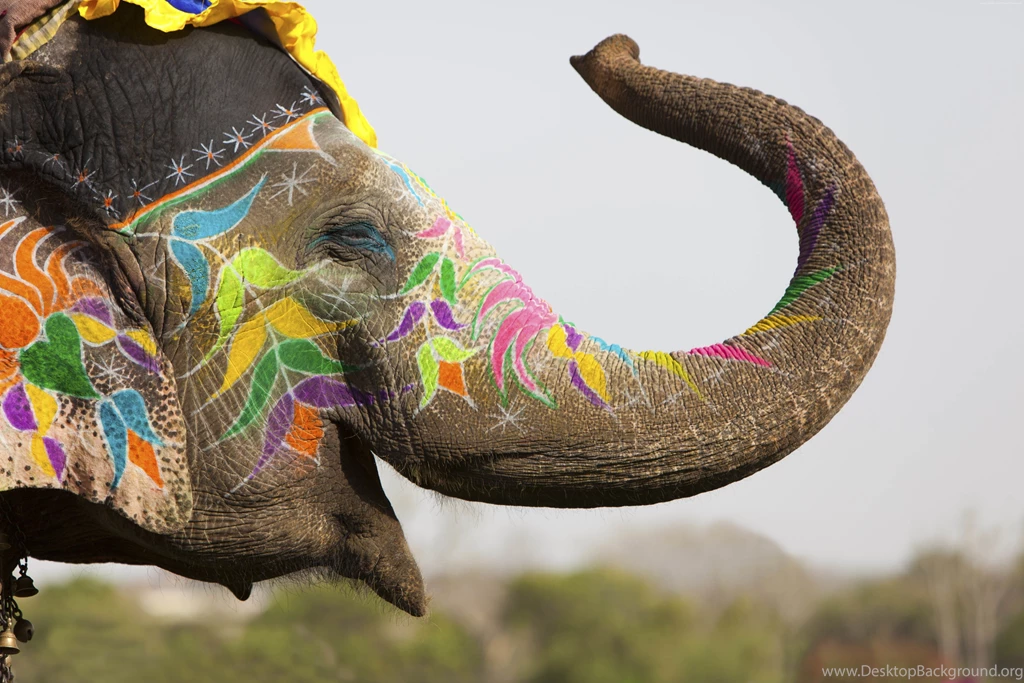 Elephant Wallpaper, Animals / Wild: Elephant, India, Cute Animals