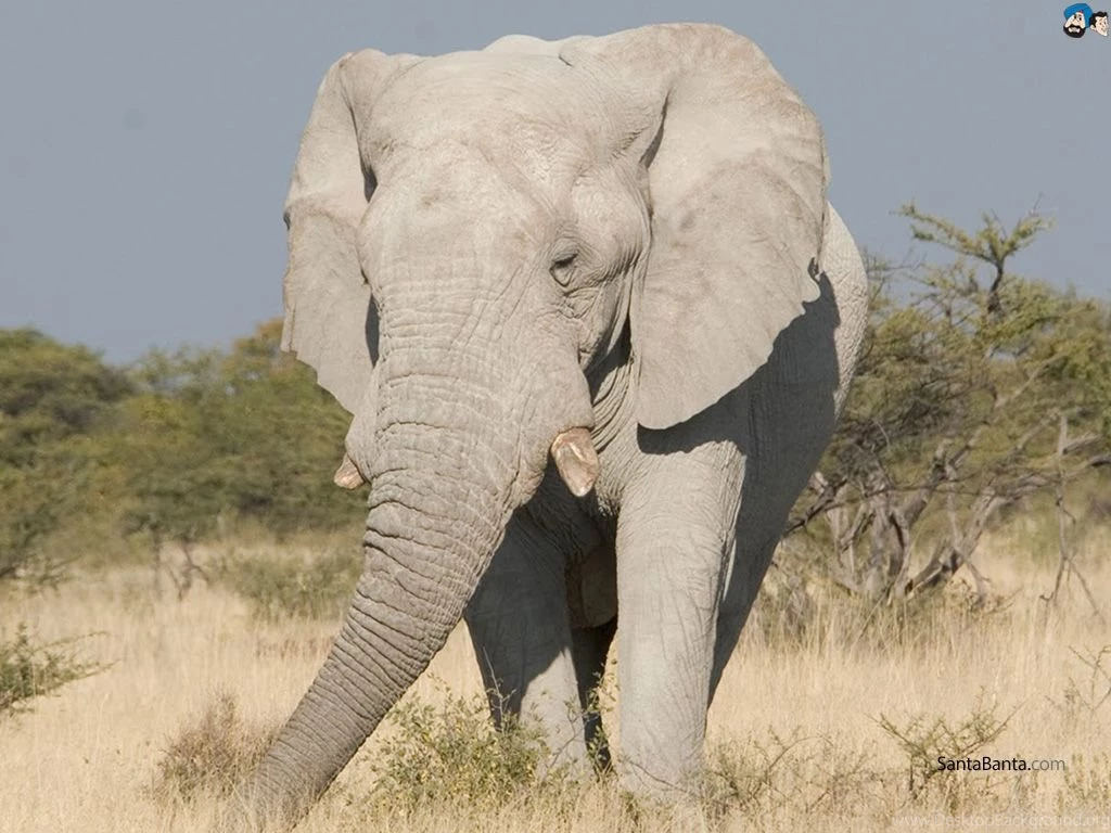 Elephants 13a.jpg