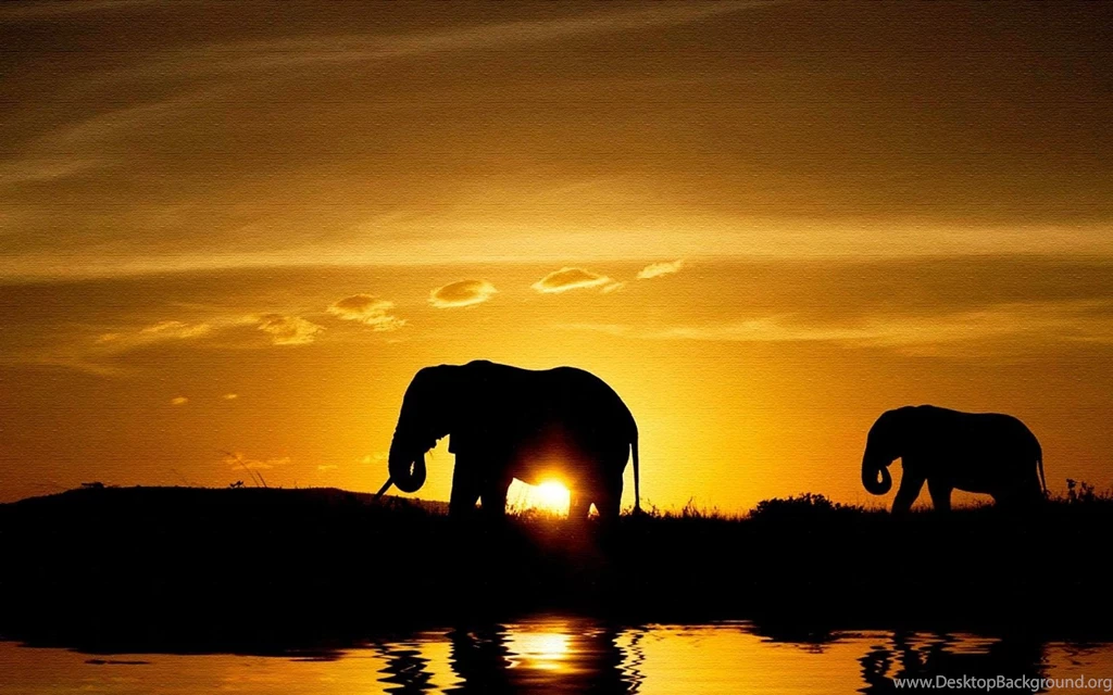 Elephant Wallpapers