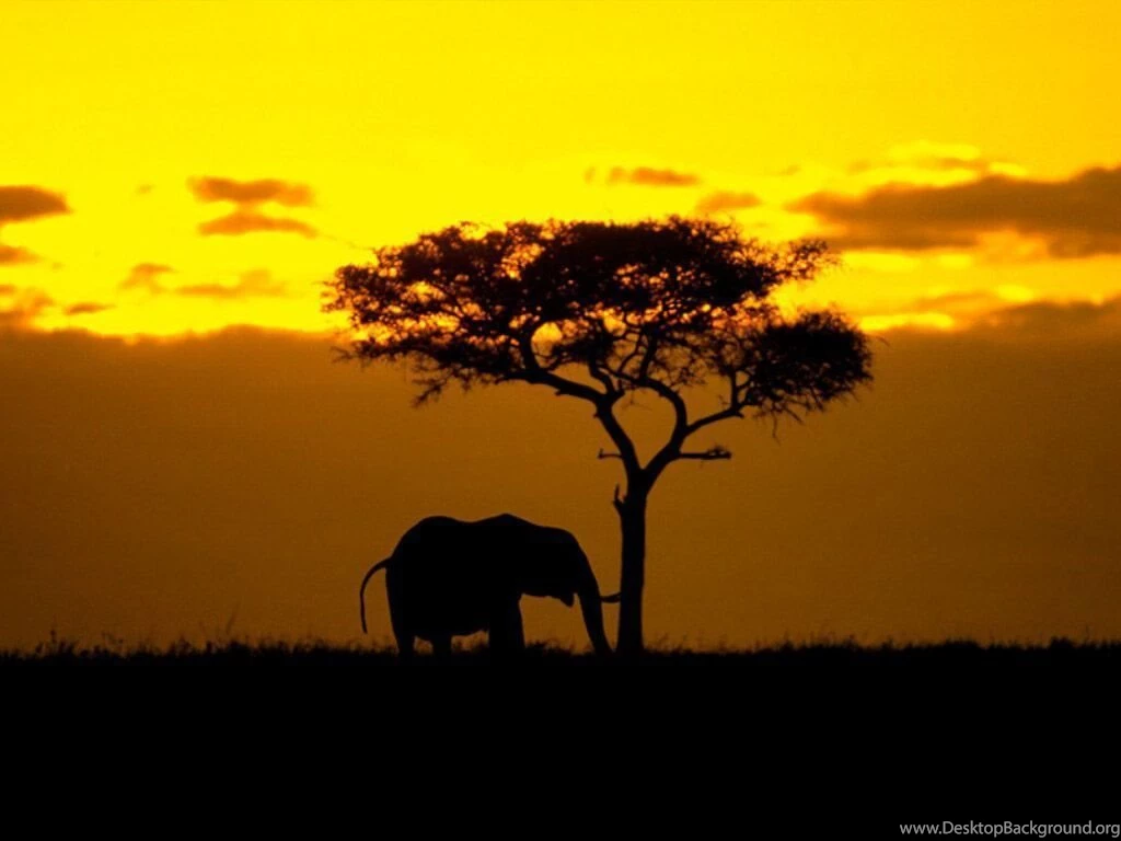 African Elephant Wallpapers Animals Town