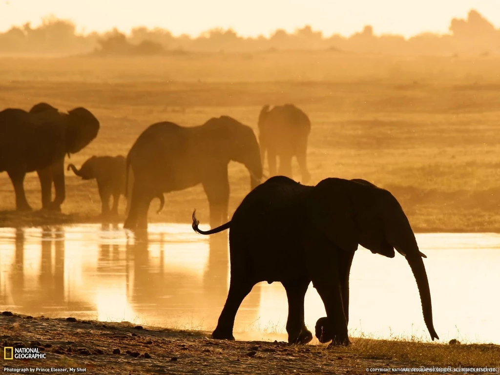 Elephants Photo, Chobe Reserve Wallpapers National Geographic ...