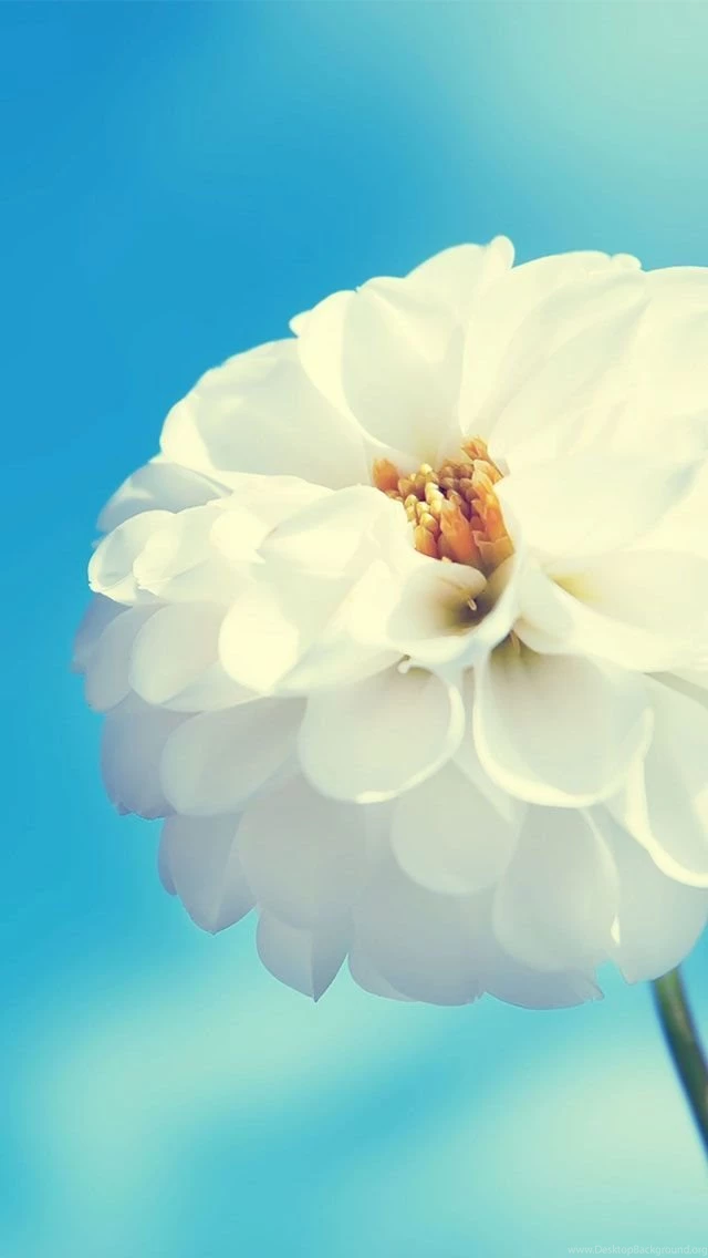 Collection Of 50+ Irresistible HD Wallpapers For Your iPhone 5All ...