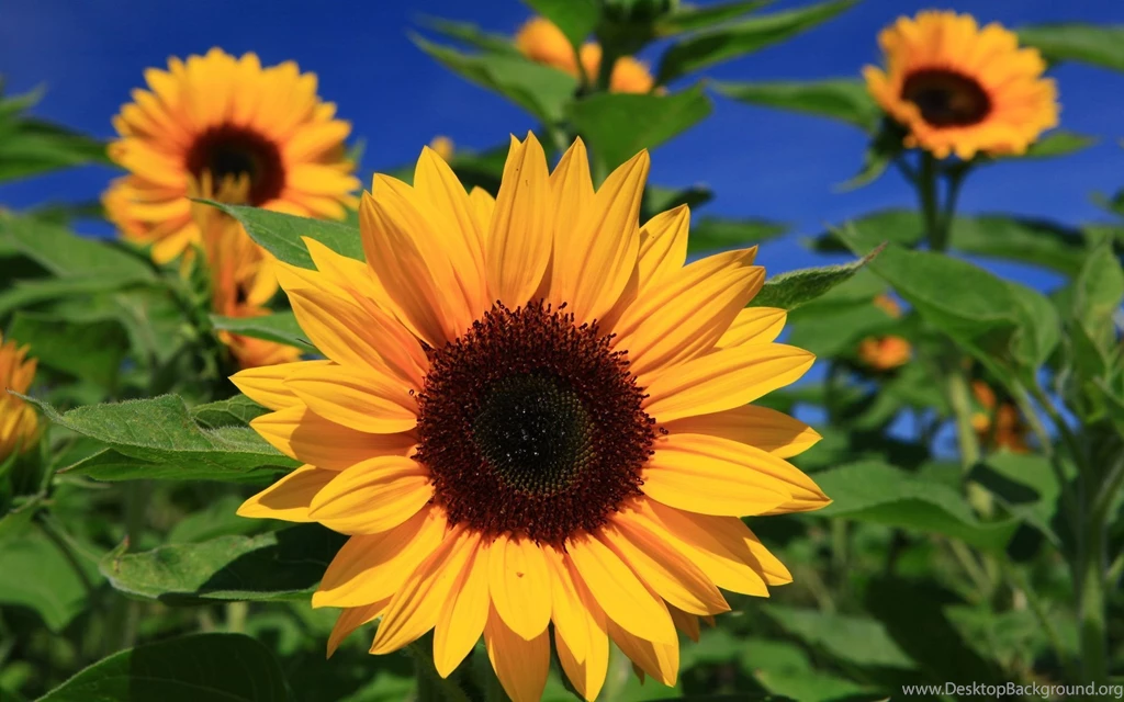 252 Sunflower HD Wallpapers