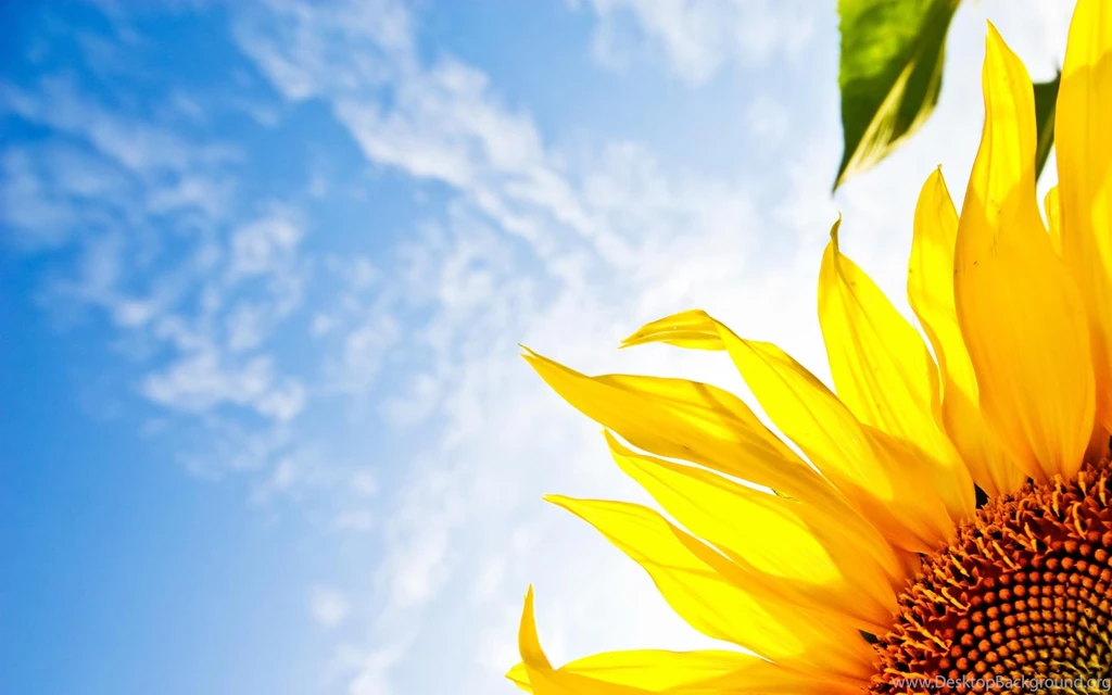 Desktop Wallpapers · Gallery · Windows 7 · Sky Sunflower