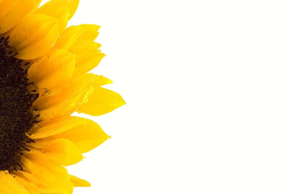 Public Domain Image Free Picture Of Macro Photo Of Sunflower On ...