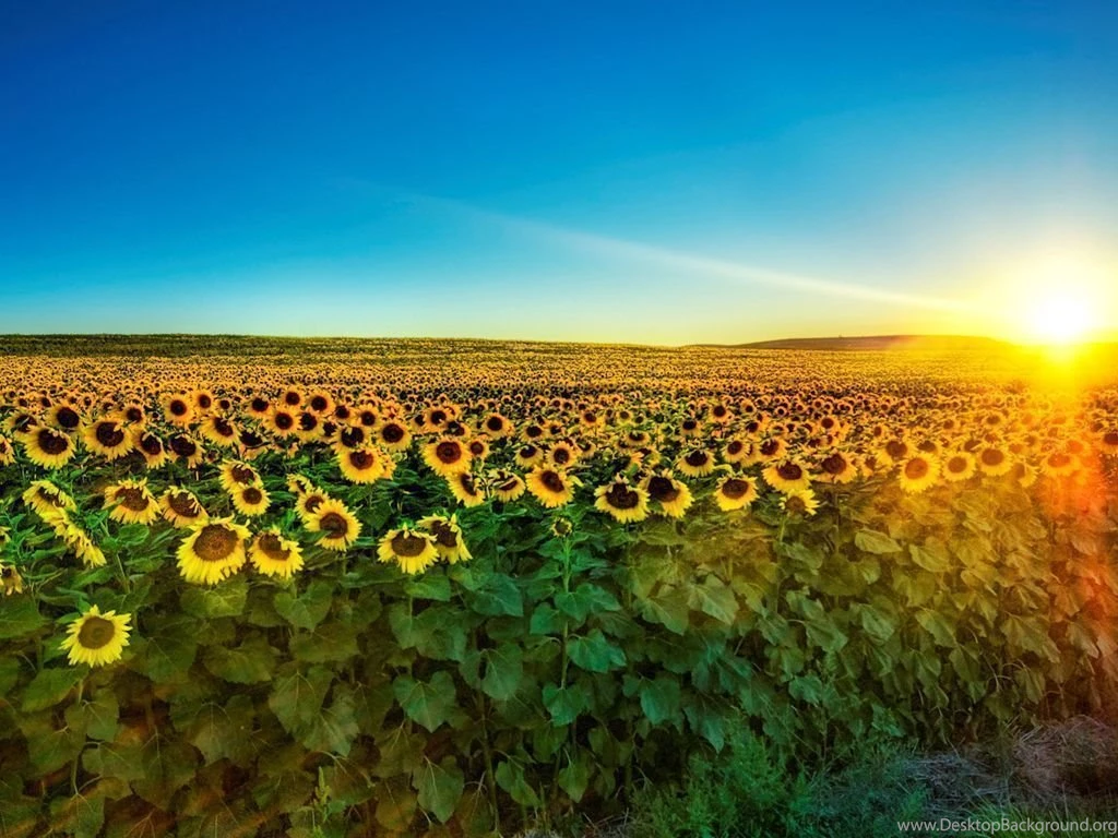 Sunflower Wallpapers Amazing 162 Cool