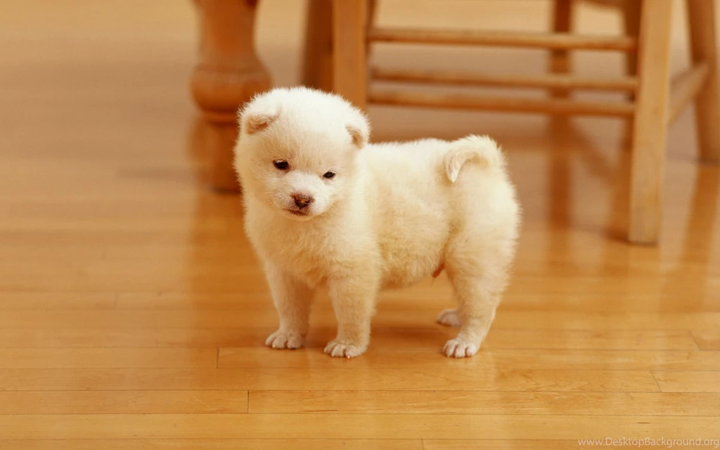 Cutest Puppy Wallpapers