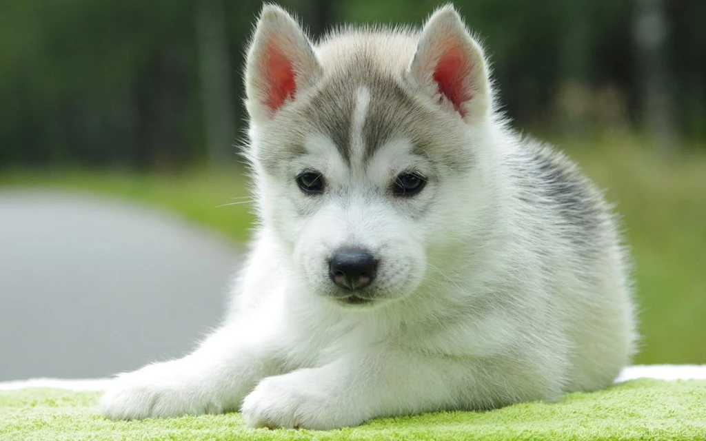 Cute Puppy Wallpapers For Desktop Picture 2 PowerballForLife