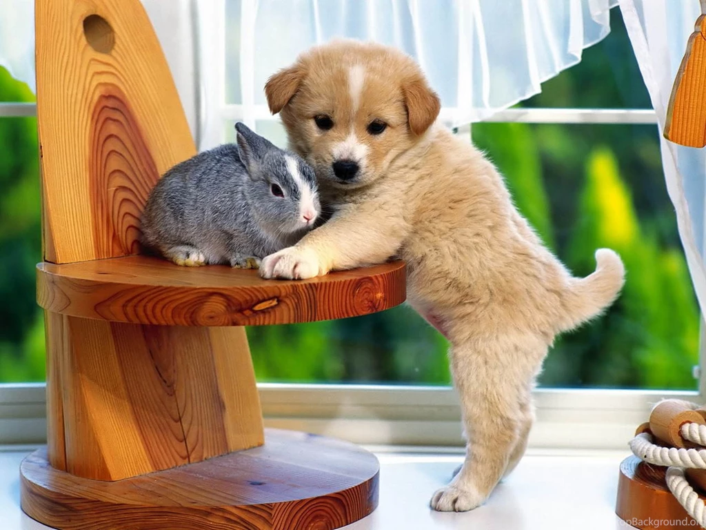 Puppy Hd Image Wallpapers