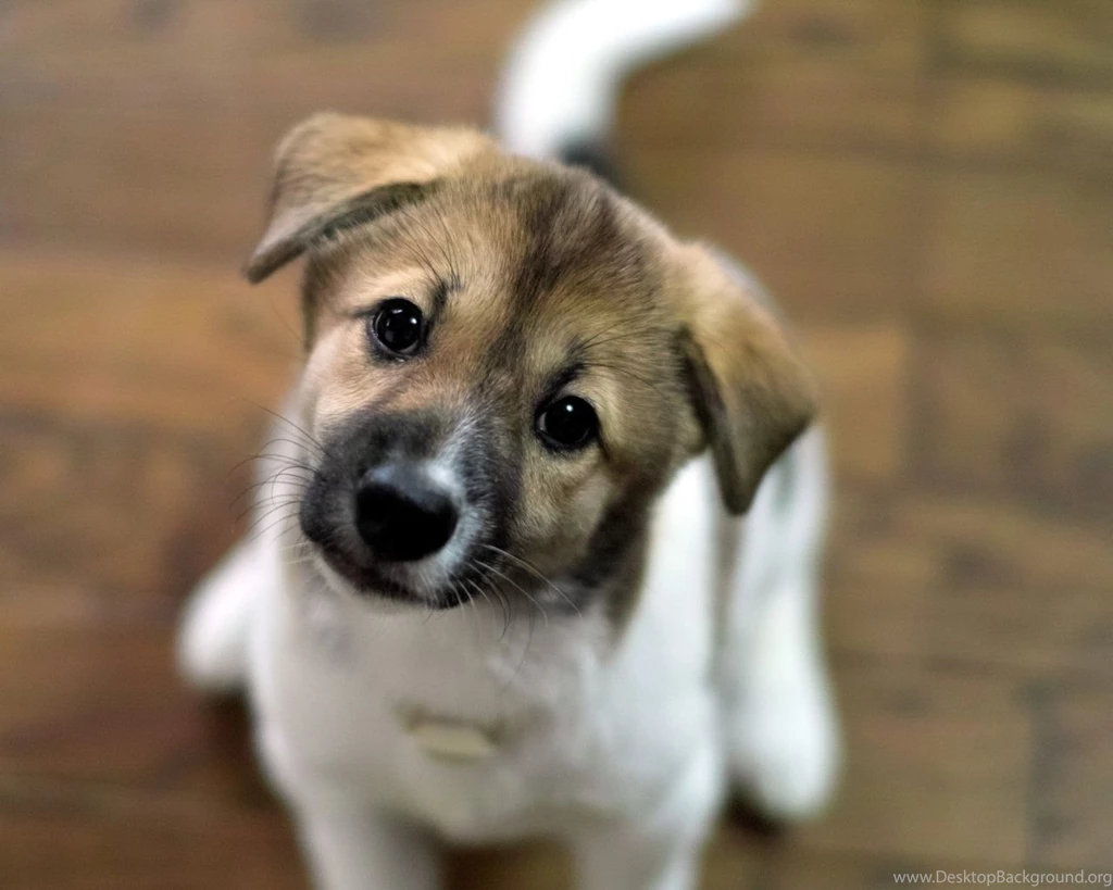 1280x1024 Cute Look Puppy Wallpapers