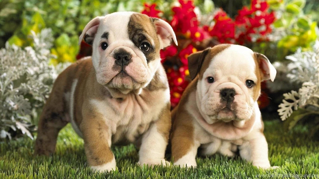 Cute cute puppy wallpaper.jpg