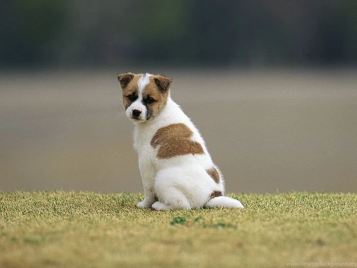 Sad Ittle Puppy Cute Puppies Wallpapers Photo 9 Wallcoo.net
