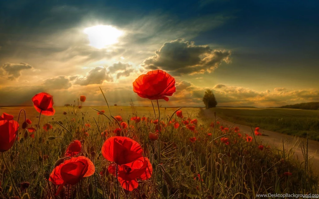 Download Description Free Red Flowers In Sunlight Desktop ...
