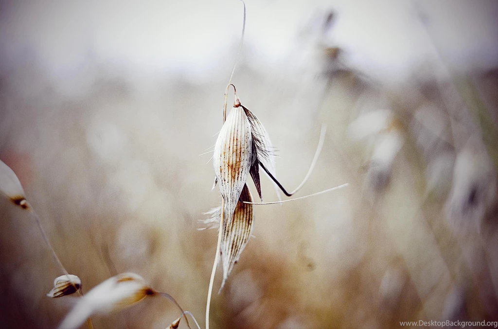 95 Beautiful Images From Ubuntu 14.04 Wallpapers Contest ...