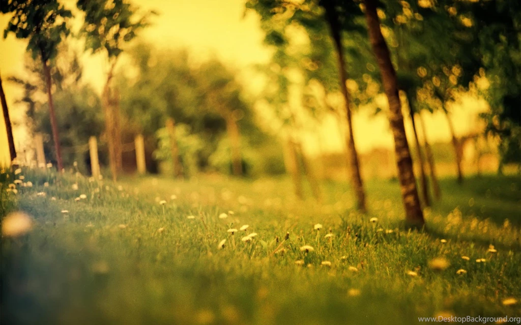 Summer wallpaper 9.jpg
