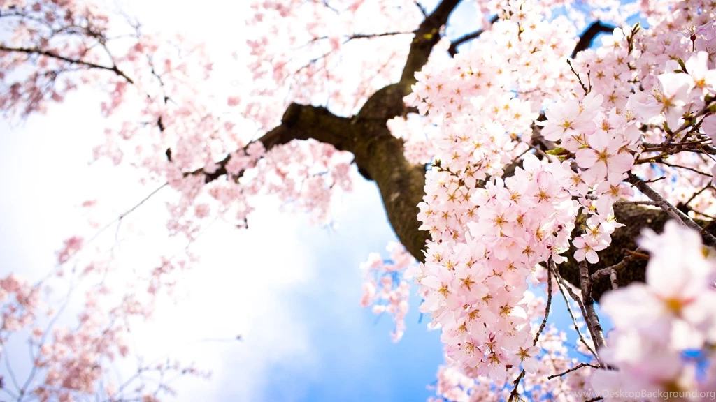 Sakura Wallpapers