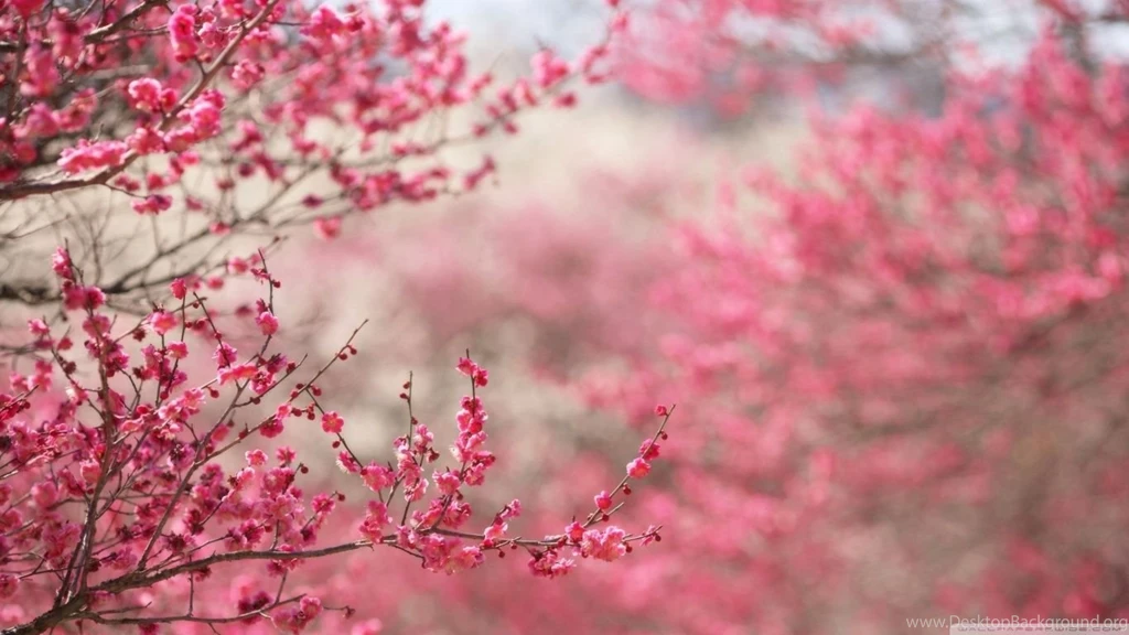 Sakura Cherry Blossom HD Desktop Wallpapers : High Definition ...