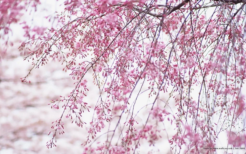 1440*900 Japanese Sakura Wallpapers Japanese Cherry Blossom ...