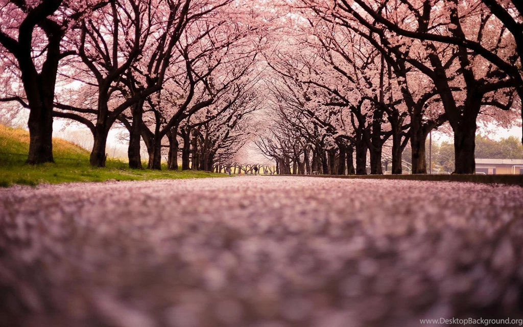Glowing Sakura Wallpapers Android Apps And Tests AndroidPIT