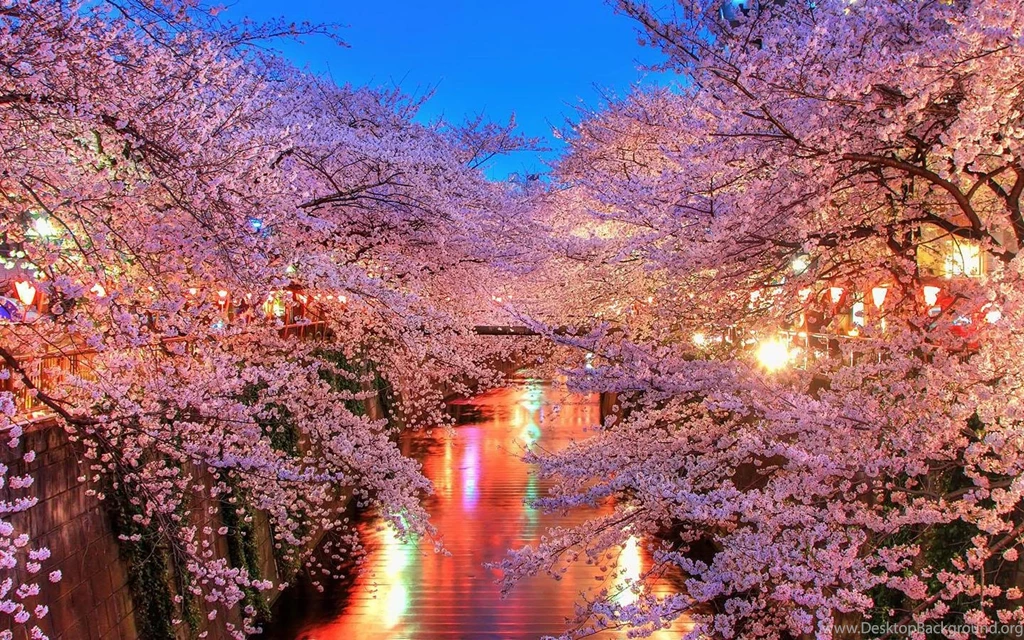 Glowing Sakura Wallpapers Android Apps And Tests AndroidPIT